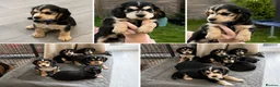 Cocker Spaniel dogs for sale: Only 3 boys left  - Advert 8
