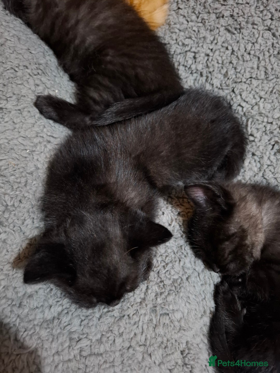 Mixed Breed cats for sale: 2 Cute Male BSH X Kittens - Image 4