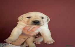 Labrador Retriever dogs for sale: Fabulous KC registered labradors - Image 25