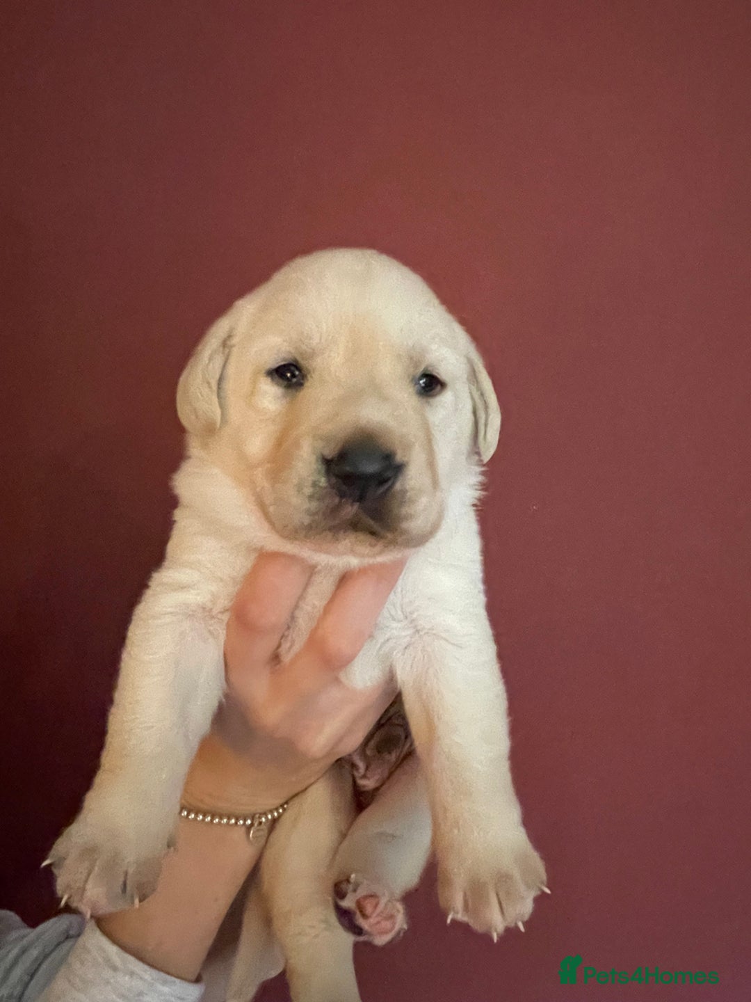 Labrador Retriever dogs for sale: Fabulous KC registered labradors - Image 25