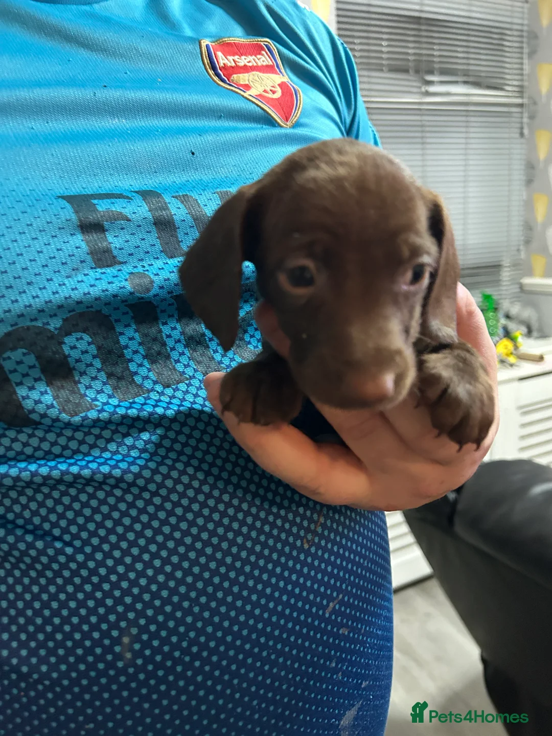 Miniature Dachshund dogs for sale: Miniature dachshunds  - Advert 8