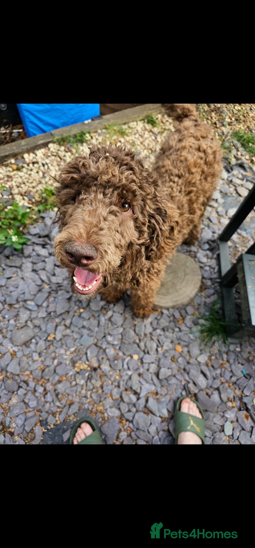 Labradoodle dogs for sale: Ready to go! gorgeous Teddy-Labradoodles - Advert 8