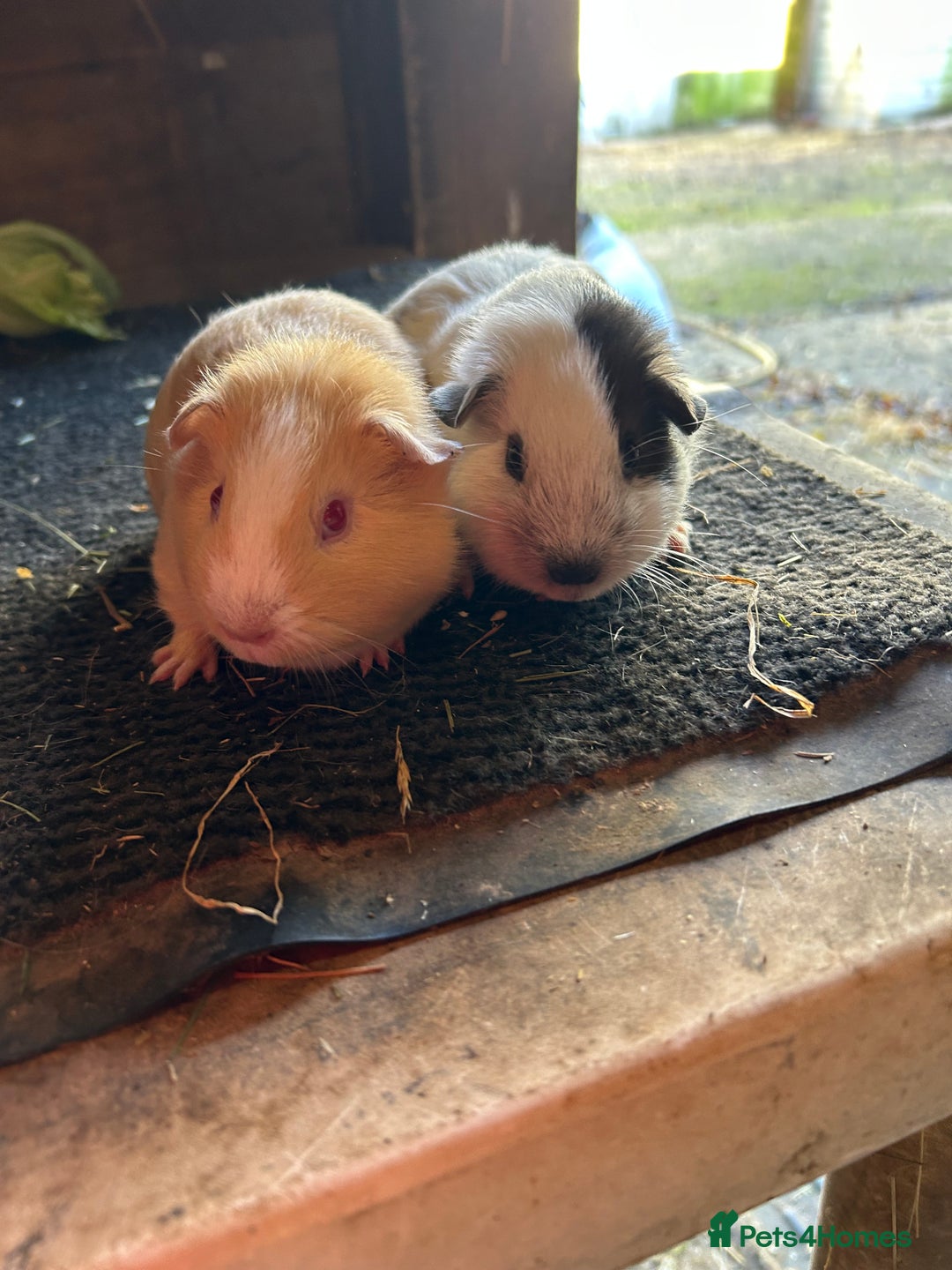 Guinea Pig rodents for sale: Guinea pig sows  - Image 2