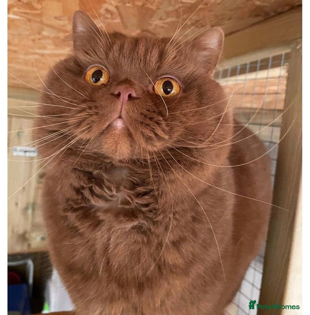 British Shorthair cats for sale: 💫RARE💫 BLACK SMOKE FEMALE & BLUE LONGHAIR MALE  - Advert 25