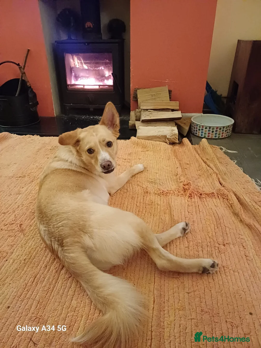 Mixed Breed dogs for adoption: Cute friendly young Truffles-Suffolk/Essex Border in Colchester - Advert 1