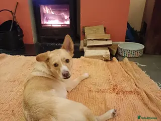 Mixed Breed dogs Cute friendly young Truffles-Suffolk/Essex Border in Colchester - Advert 17