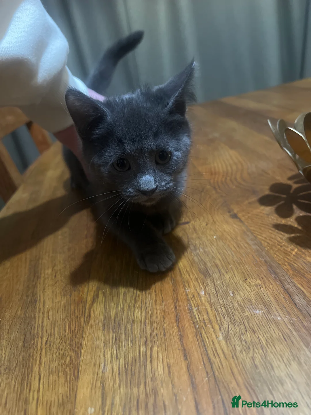 Mixed Breed cats for sale: 2 Male Moggies - Advert 4