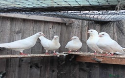 Pigeons birds for sale: Pigeons - Image 8
