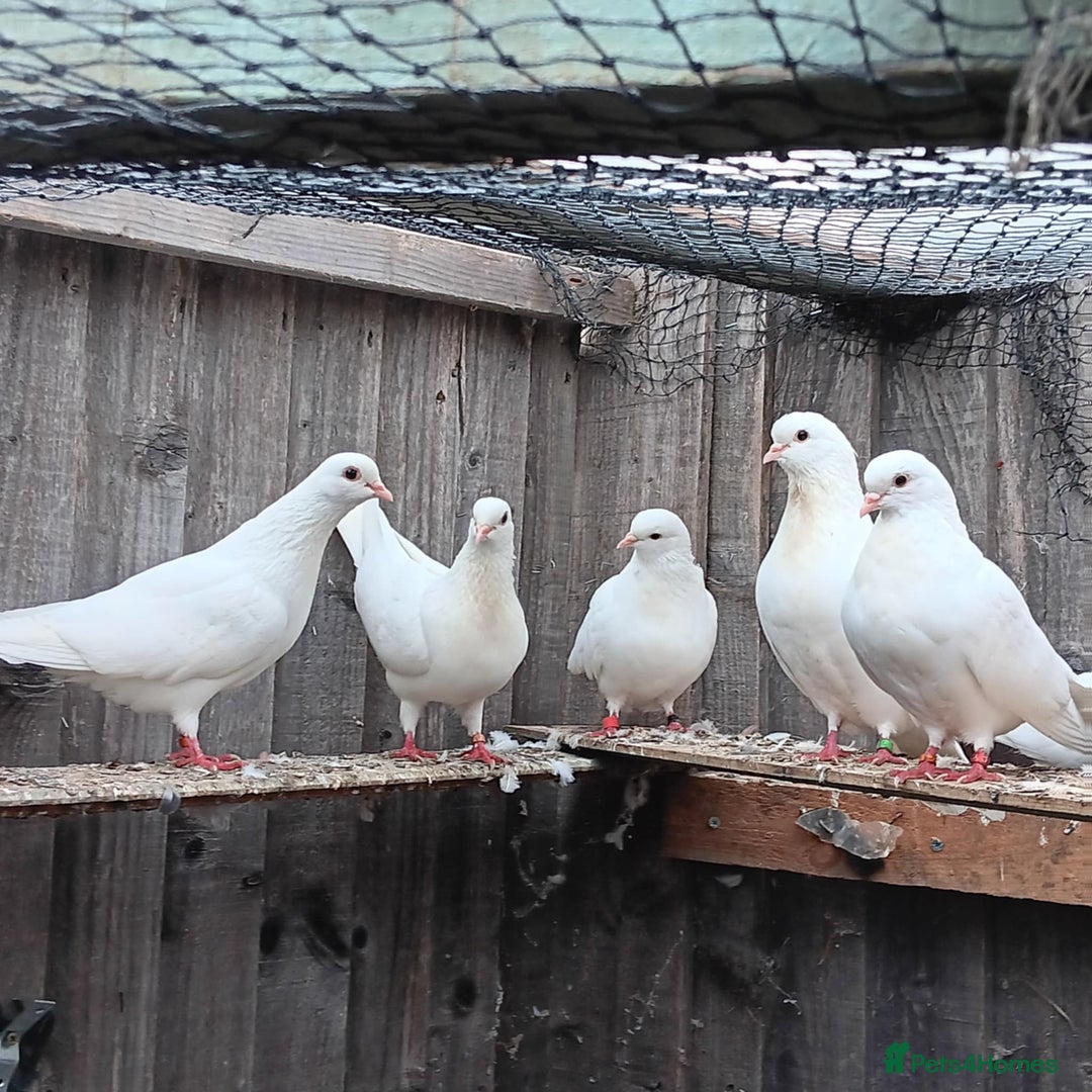 Pigeons birds for sale: Pigeons - Image 8