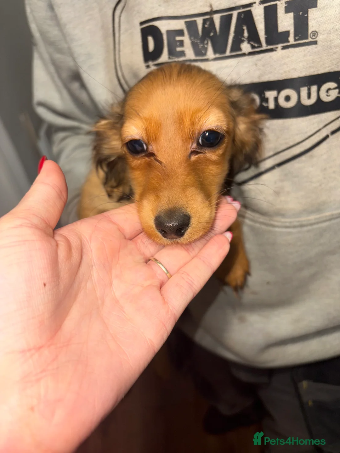 Dachshund dogs for sale: 2 dachshund left  - Advert 2