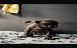 Presa Canario dogs for sale: Black presa Canario puppies - Image 5