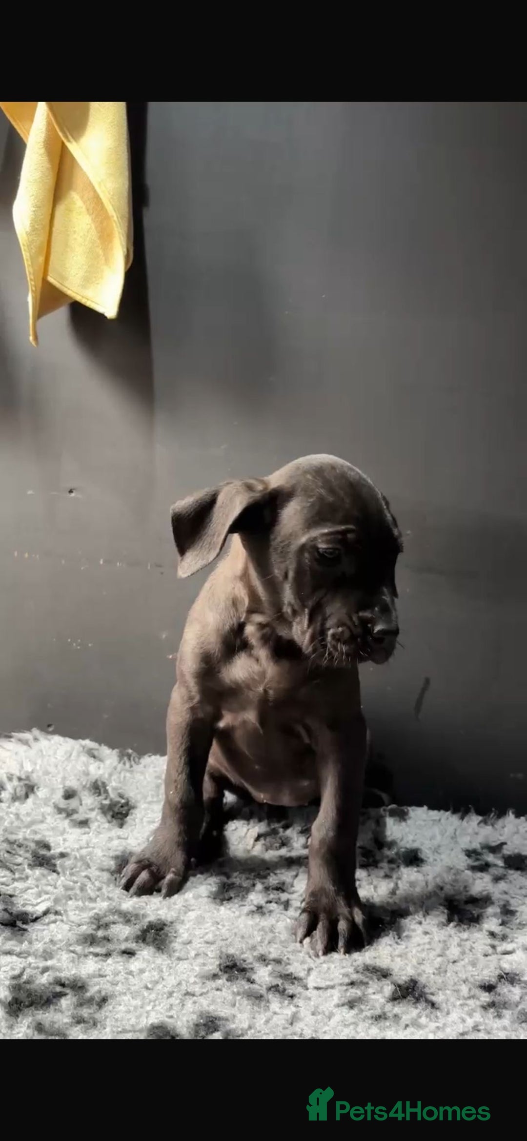 Presa Canario dogs for sale: Black presa Canario puppies - Image 5