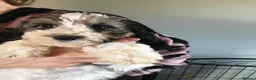 Mixed Breed dogs for sale: Rare Parti Colour CockalierPoos 5* breeder of 25yr - Advert 8
