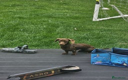Miniature Dachshund dogs for sale: Rehoming our baby coco - Image 2