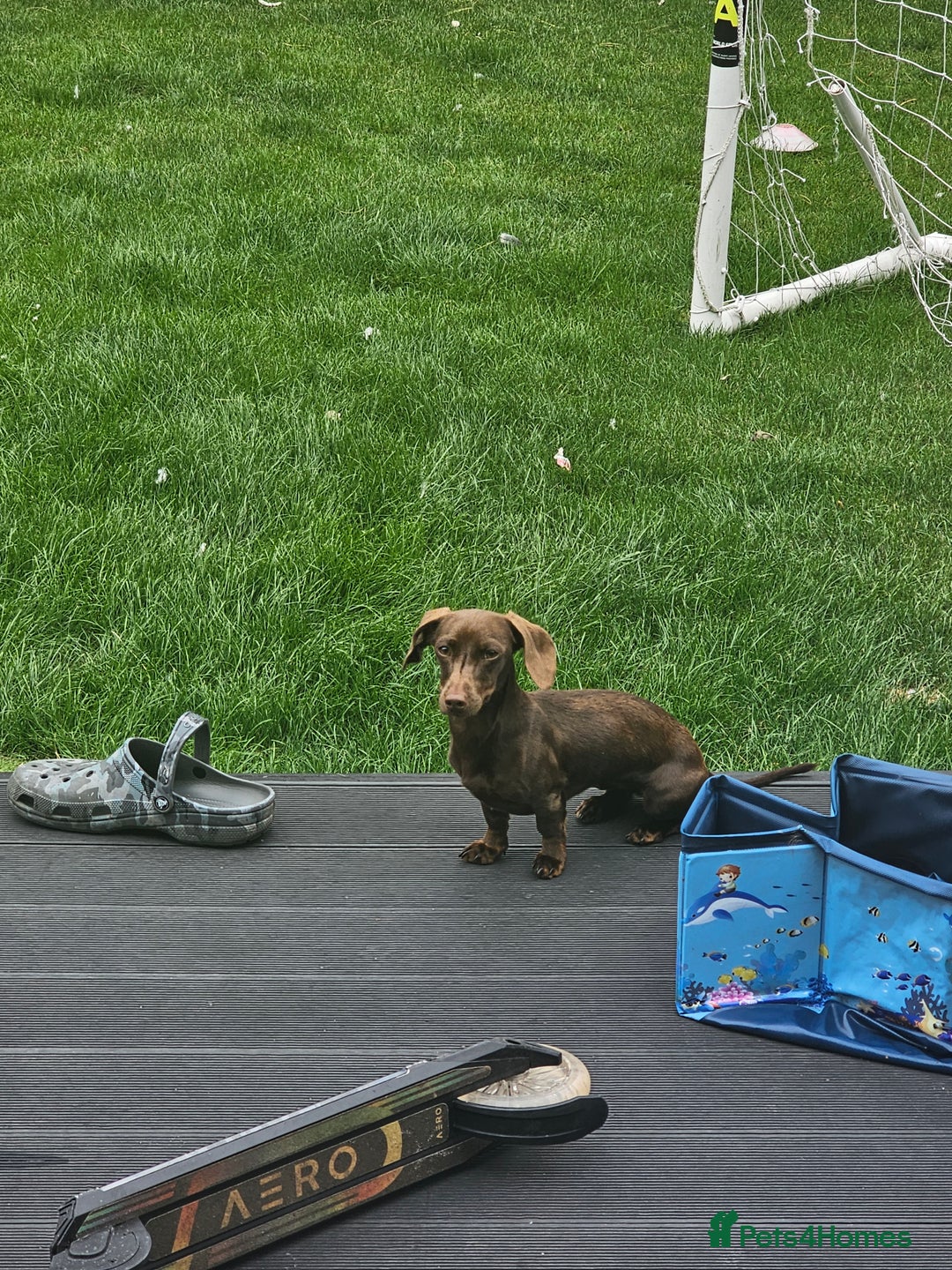 Miniature Dachshund dogs for sale: Rehoming our baby coco - Image 2