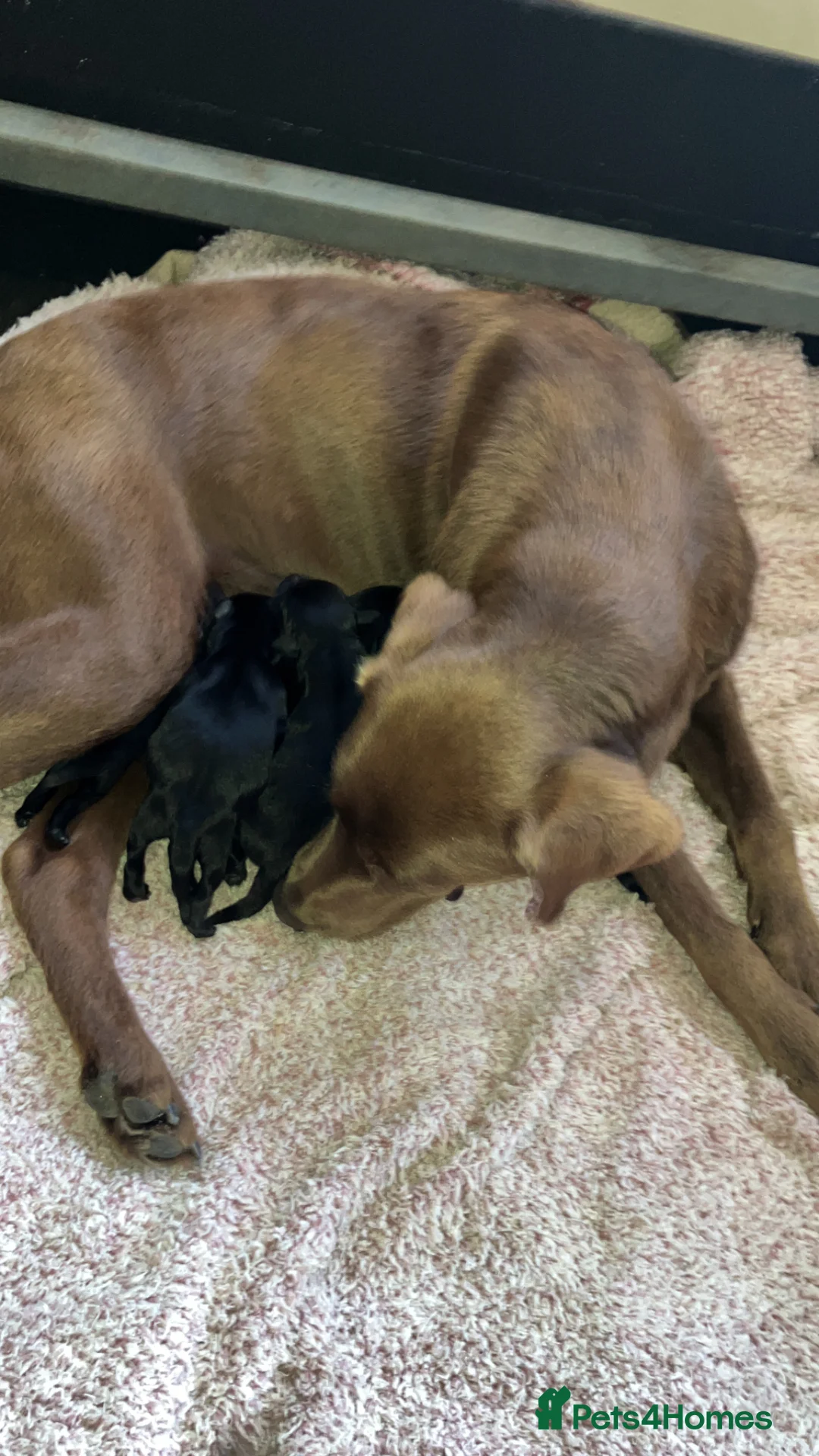 Labrador Retriever dogs for sale: Quality bred, cared for puppies. Pick of litter? - Advert 2