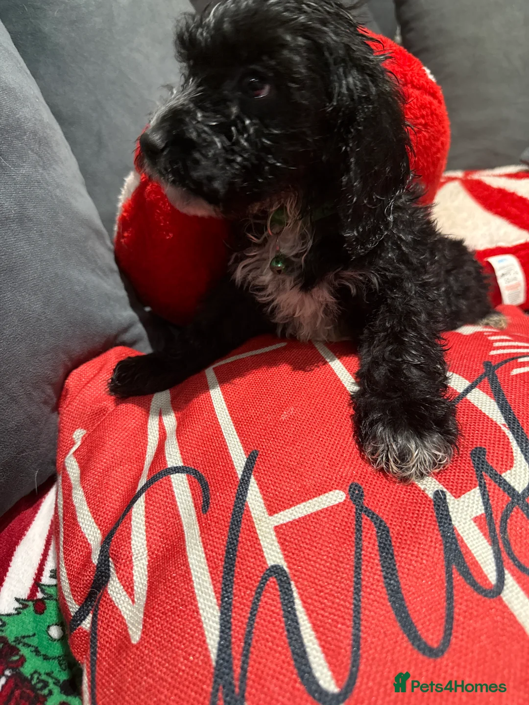 Cockapoo dogs for sale: Miniature f1 Cockapoos puppies - Advert 34