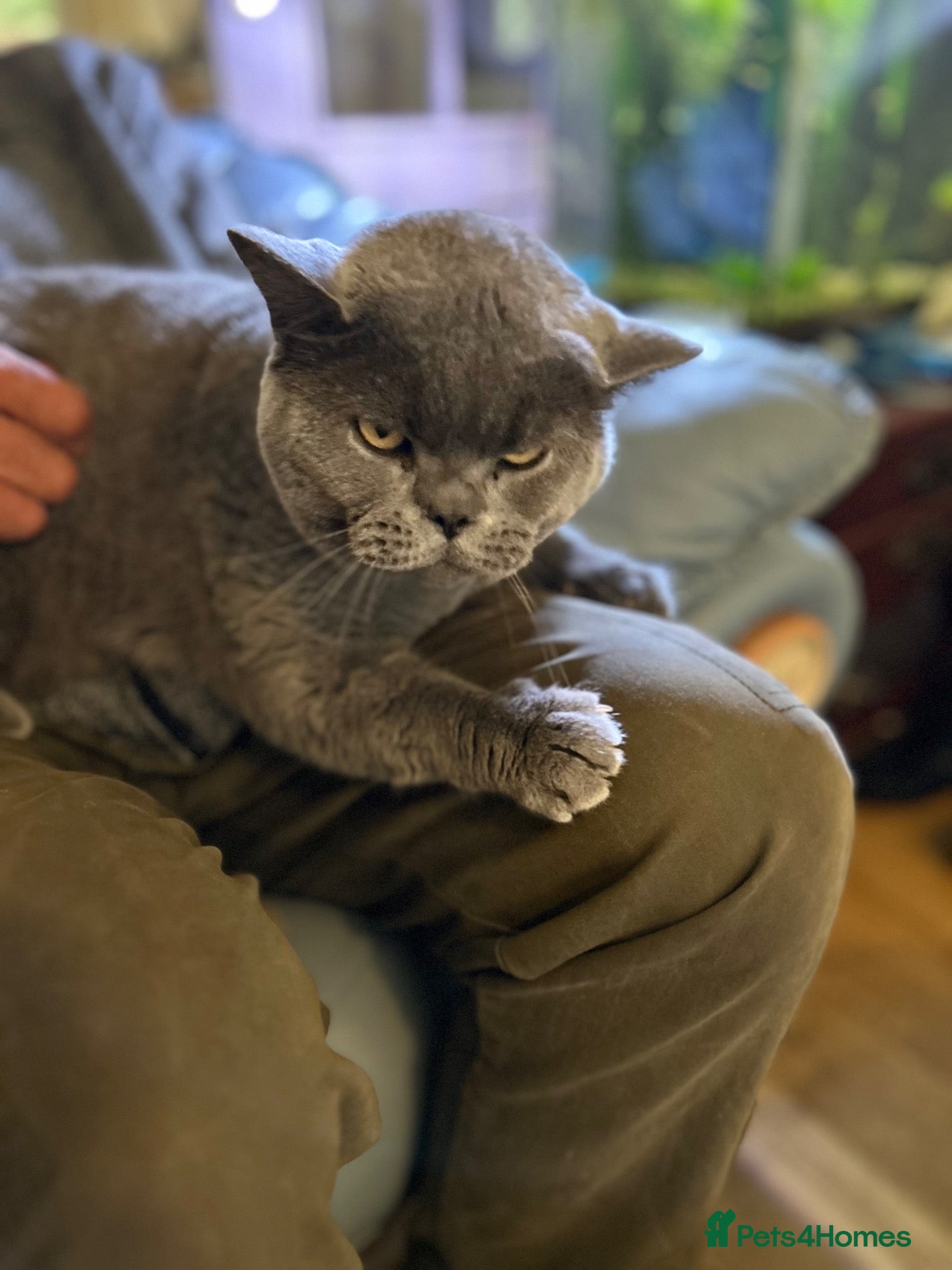 British Shorthair cats STUNNING 3 YEAR-OLD BRITISH SHORTHAIR - 5 STAR - Advert 15