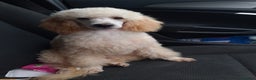 Toy Poodle dogs for stud: Proven, pra clear, kc reg Merle toy poodle  in Manchester - Advert 1