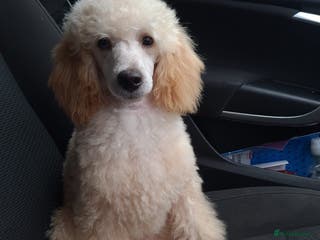 Toy Poodle dogs Proven, pra clear, kc reg Merle toy poodle in Manchester - Advert 13