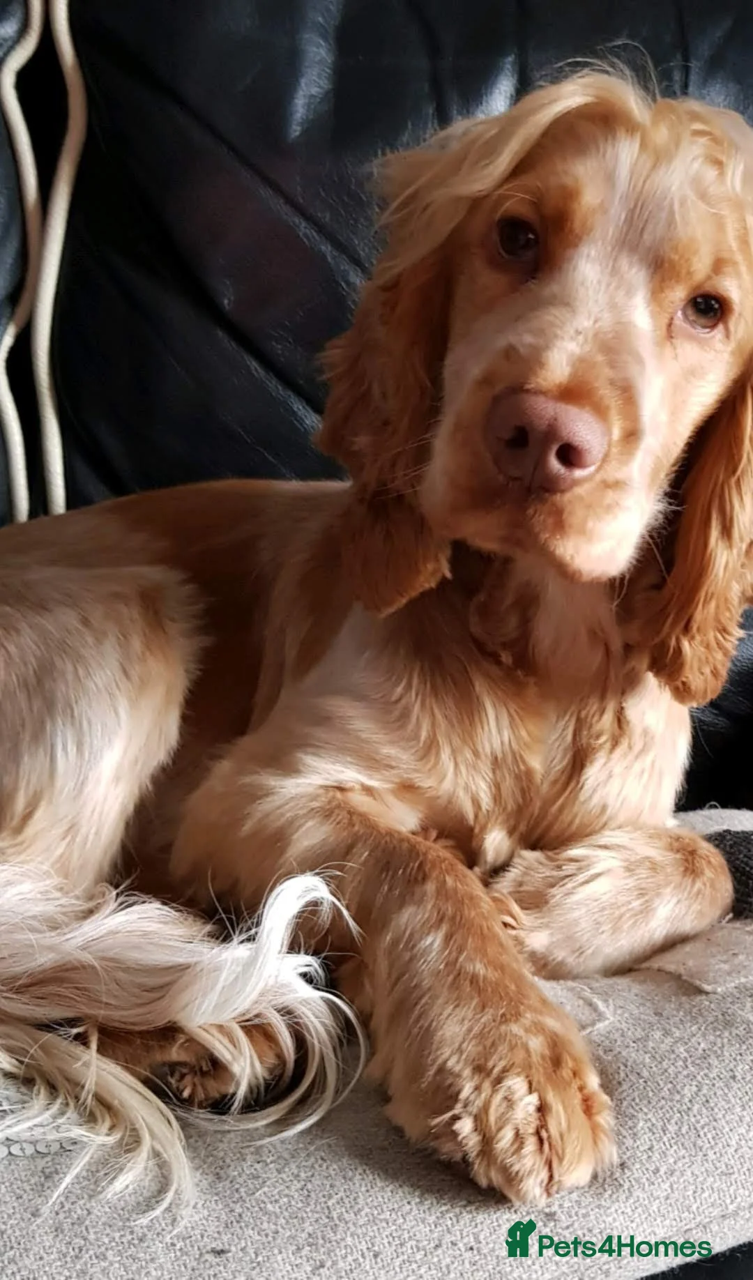 Cocker Spaniel dogs for stud: Proven Handsome Show Cocker Spaniel For Stud in Rochdale - Advert 17