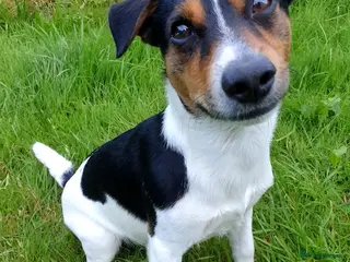 Jack Russell dogs Chip (the stud) - Advert 5