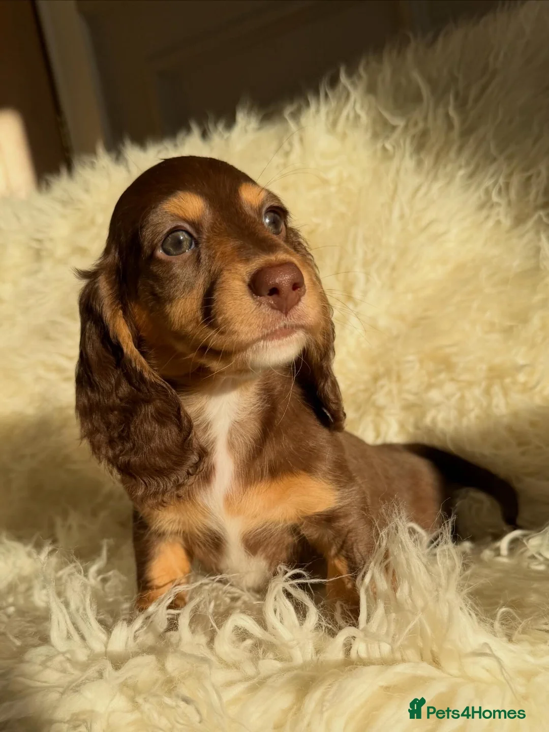 Miniature Dachshund dogs for sale: Expecting Chocolate long hair dapples  - Advert 4