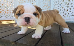 English Bulldog dogs for sale: Stunning English Bulldog Puppies  - Image 10