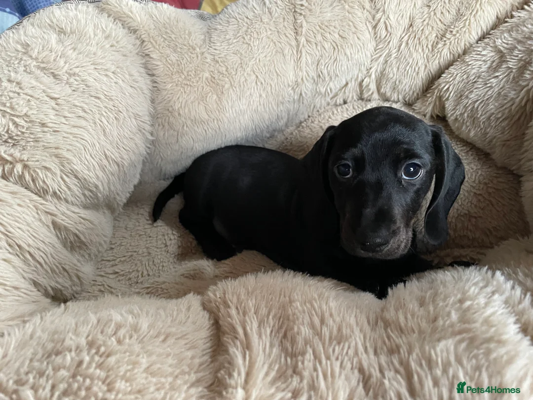 Miniature Dachshund dogs for sale: Beautiful litter of miniature daschunds  - Advert 6