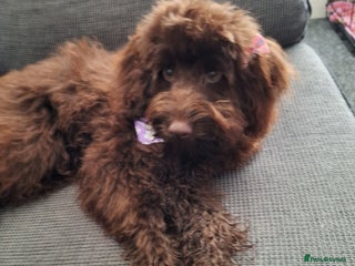 Mixed Breed dogs Cavapoochon puppies 11 wks ready to leave now - Advert 1