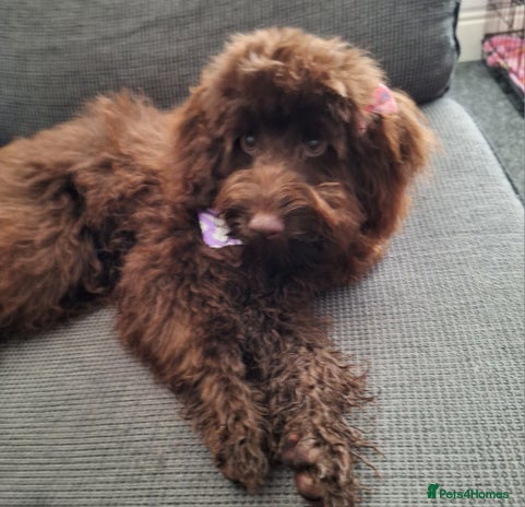 Mixed Breed dogs Cavapoochon puppies 11 wks ready to leave now - Advert 1