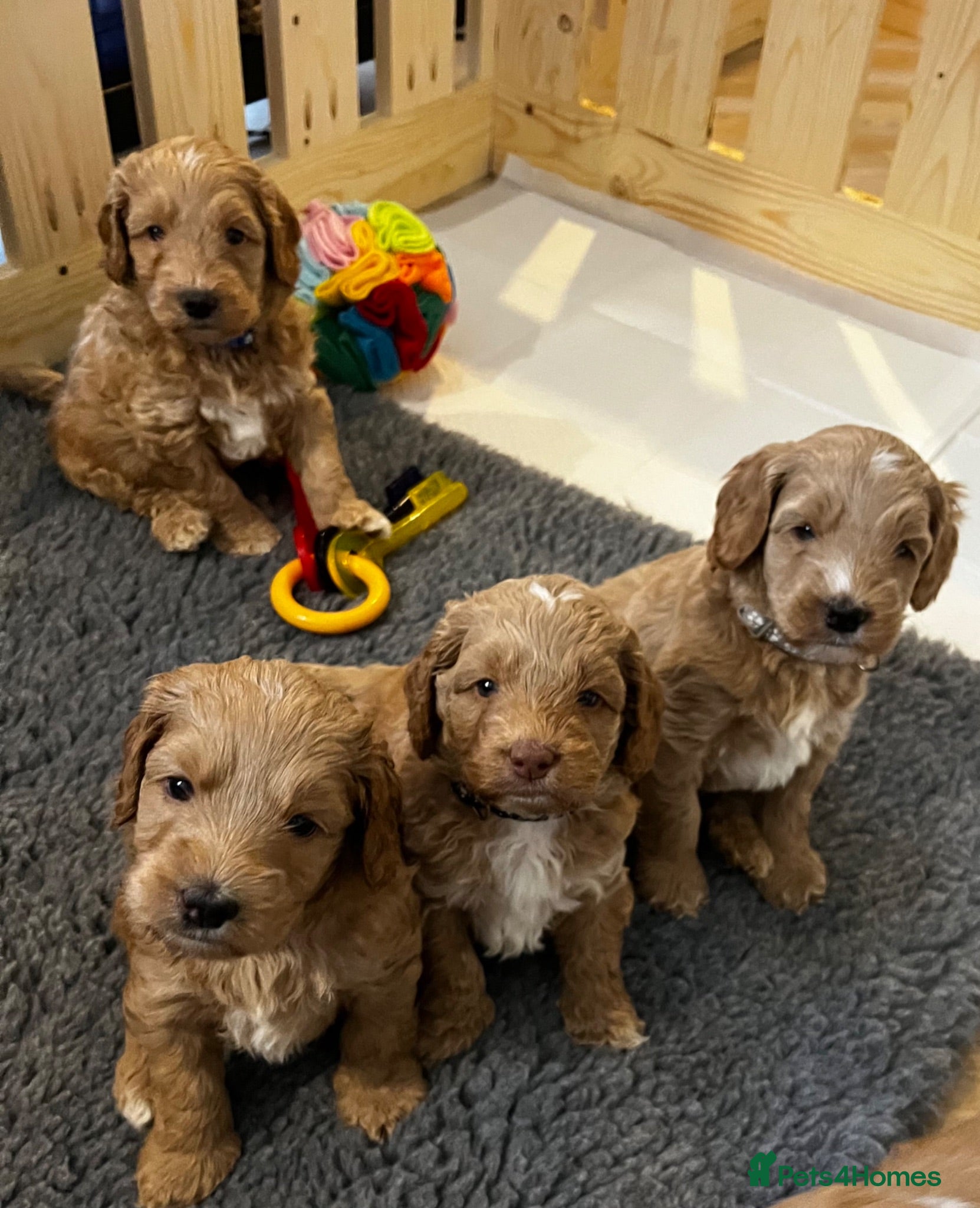 Australian Labradoodle dogs Multigen Australian Labradoodle - Advert 1