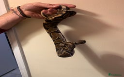 Python Snake reptiles for sale: Female royal python HET pied 598g - Image 3