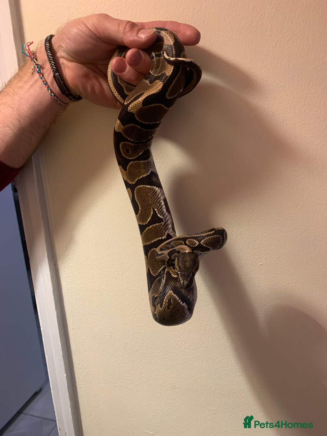 Python Snake reptiles for sale: Female royal python HET pied 598g - Image 3