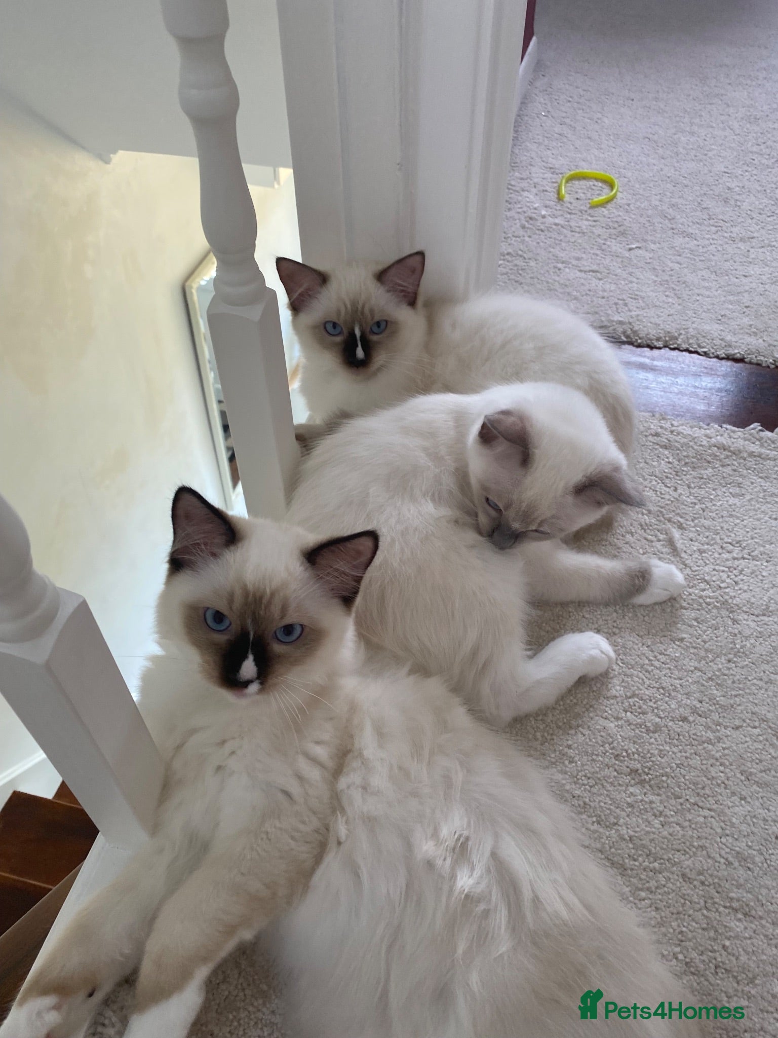 Ragdoll cats GCCF Best of Breed & Champion Bloodline Ragdolls🏆 - Advert 2