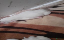 Mixed Breed dogs for sale: American Bulldog puppies - Image 11