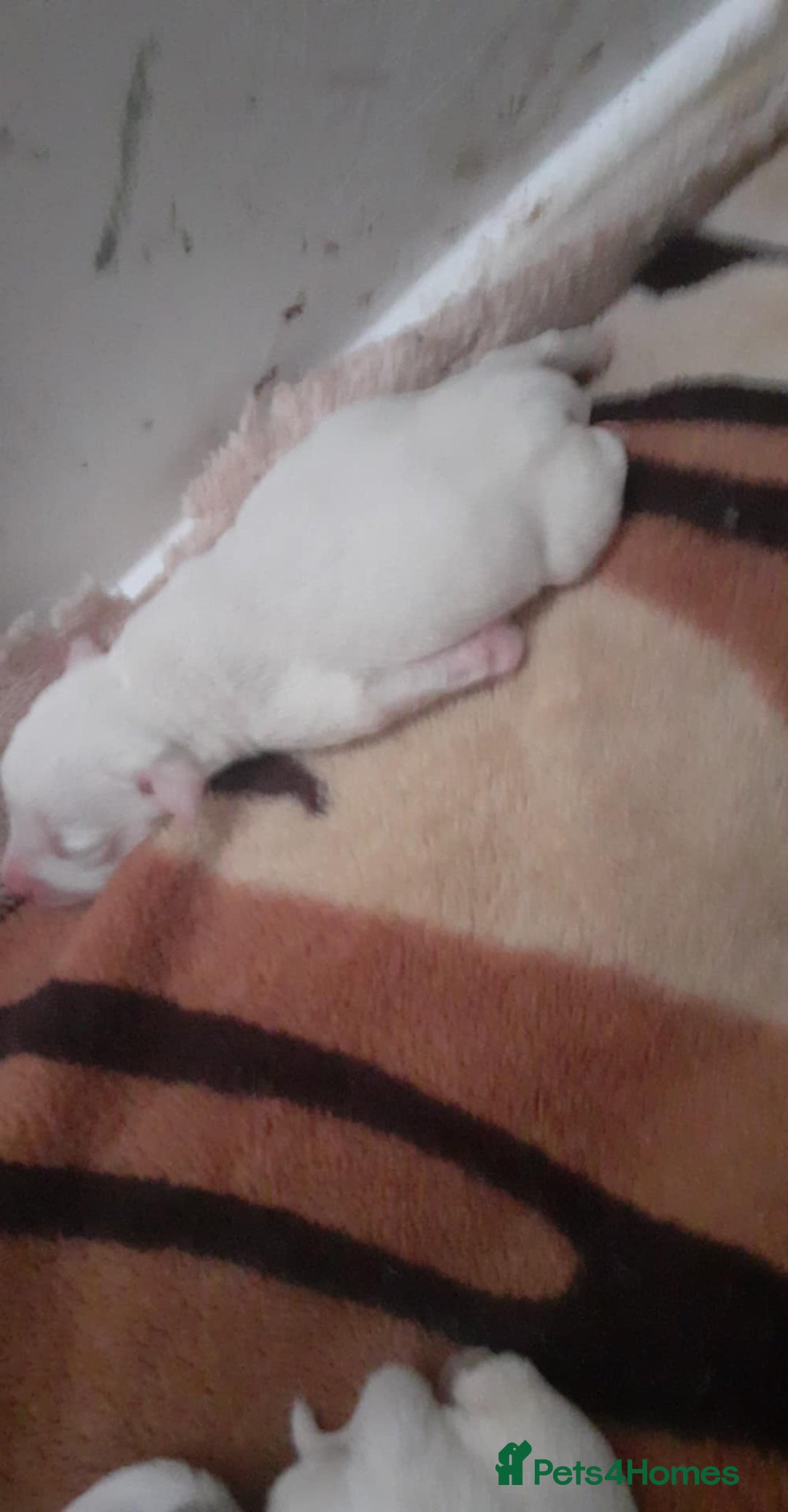 Mixed Breed dogs for sale: American Bulldog puppies - Image 11