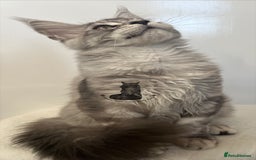 Maine Coon cats for sale: Maine Coon boy male blue silver tabby TICA ready  - Advert 5