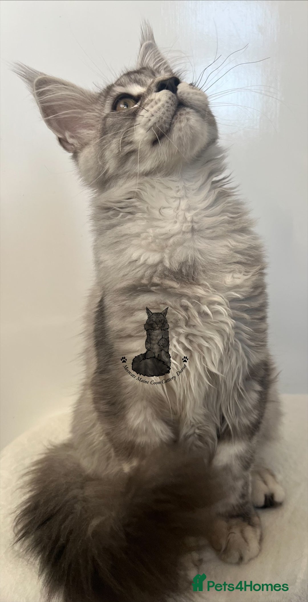 Maine Coon cats for sale: Maine Coon boy male blue silver tabby TICA ready  - Advert 5