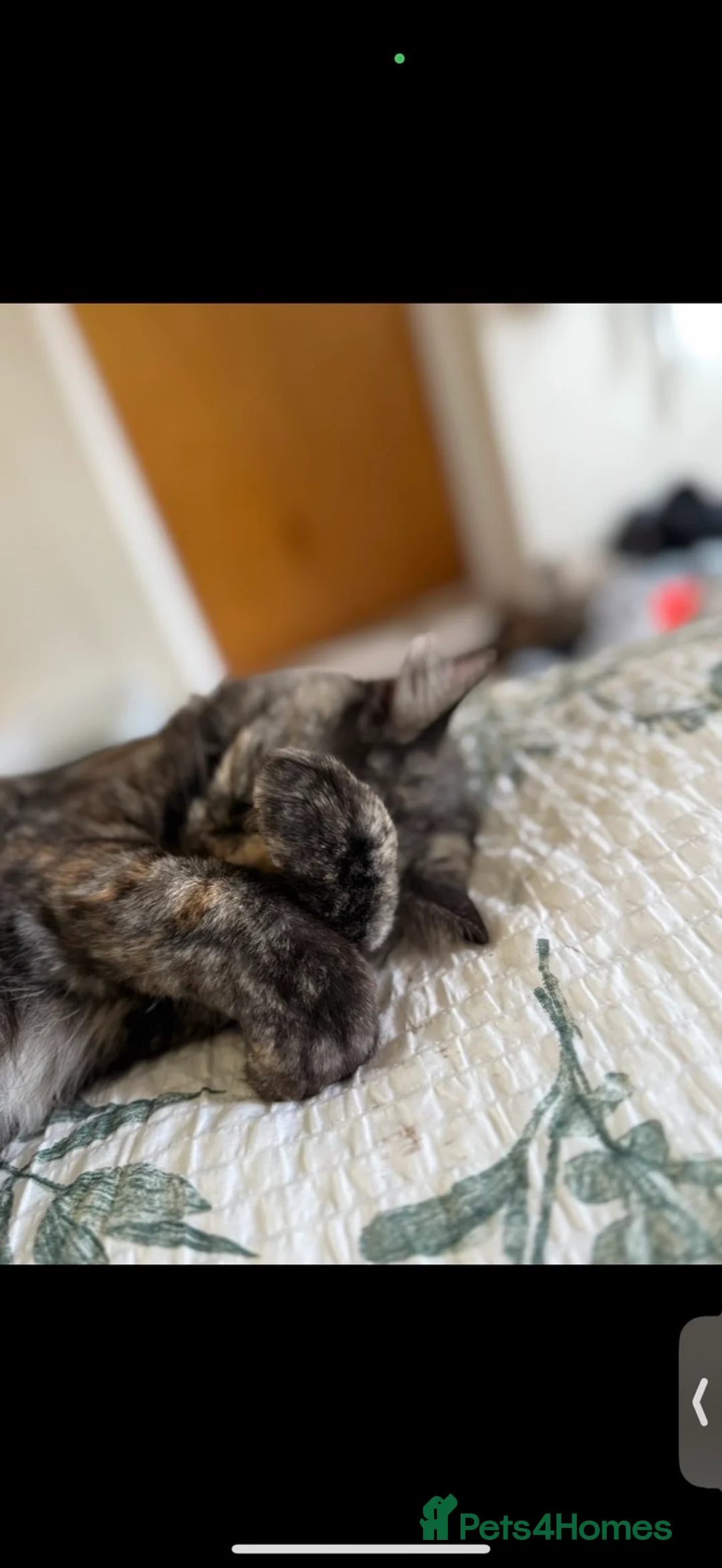 Maine Coon cats for sale: Misty Maine coon / tabby cat - Advert 4