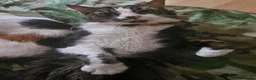 Mixed Breed cats for sale: Fluffy male kitten ready to leave - Advert 1
