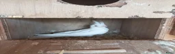 Cockatiels birds for sale: 5 Albino cockatiels for sale  - Advert 2
