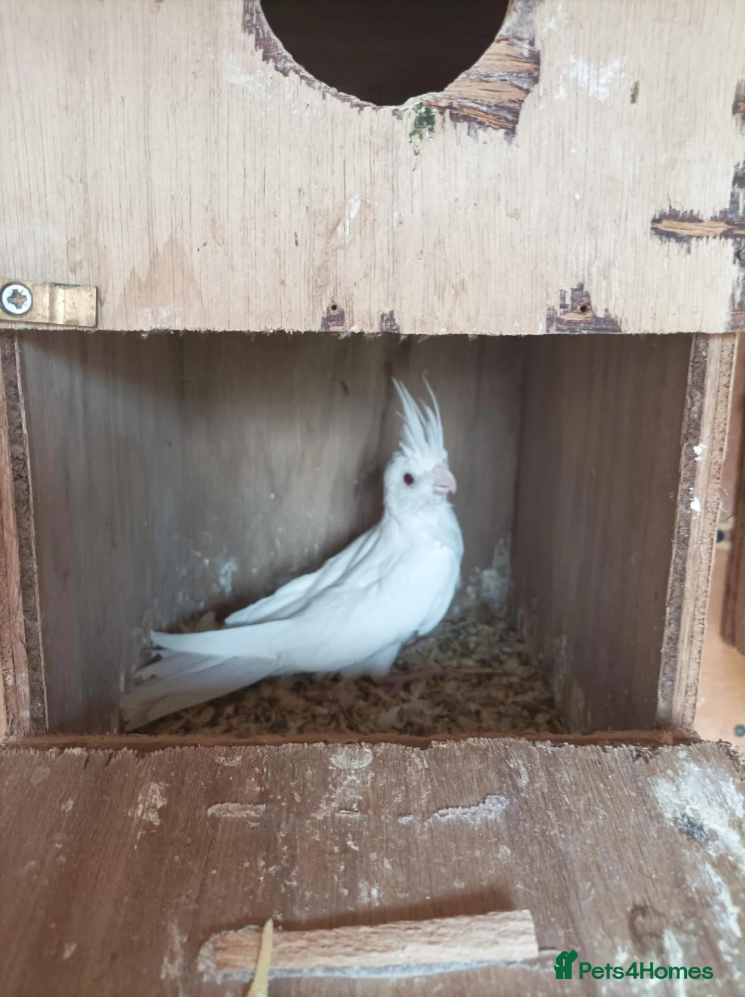 Cockatiels birds for sale: 5 Albino cockatiels for sale  - Advert 2