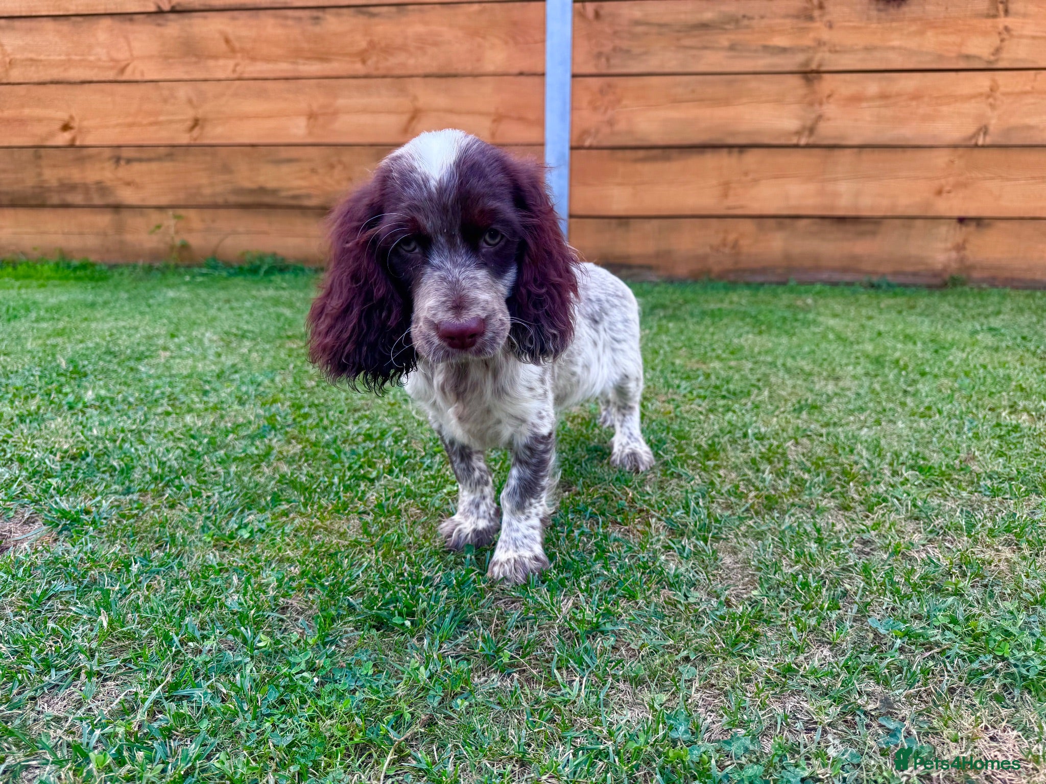 Cockapoo dogs Beautiful Cockapoo Babies 🐾🐾🐾 - Advert 2