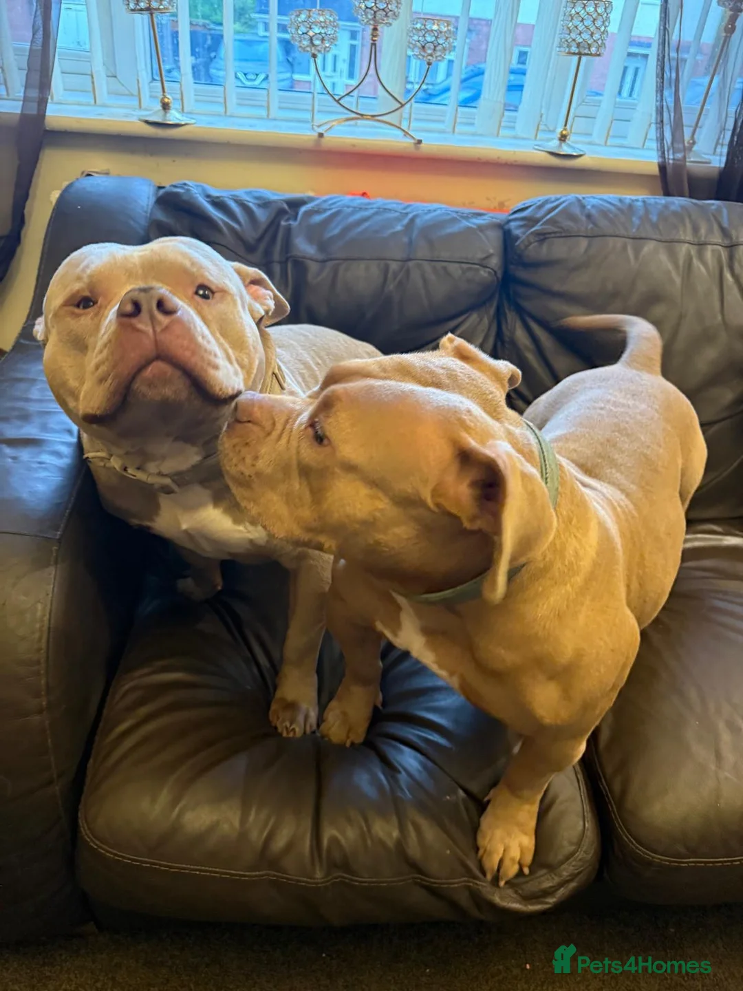 American Bully dogs for sale: Quinn in Rochester - Advert 7