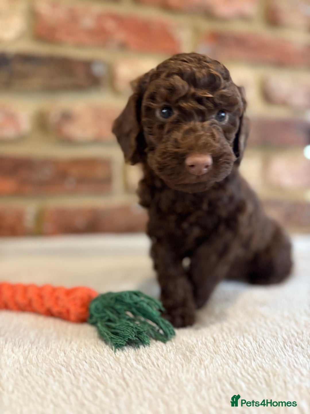 Cockapoo dogs for sale: F1b cockapoo puppies - Advert 30