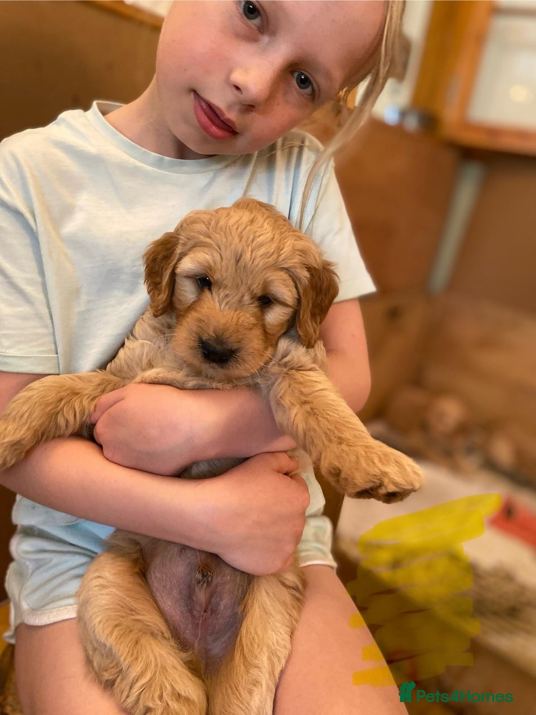 Goldendoodle dogs for sale: Golden doodle puppies ready 12th September  - Image 8