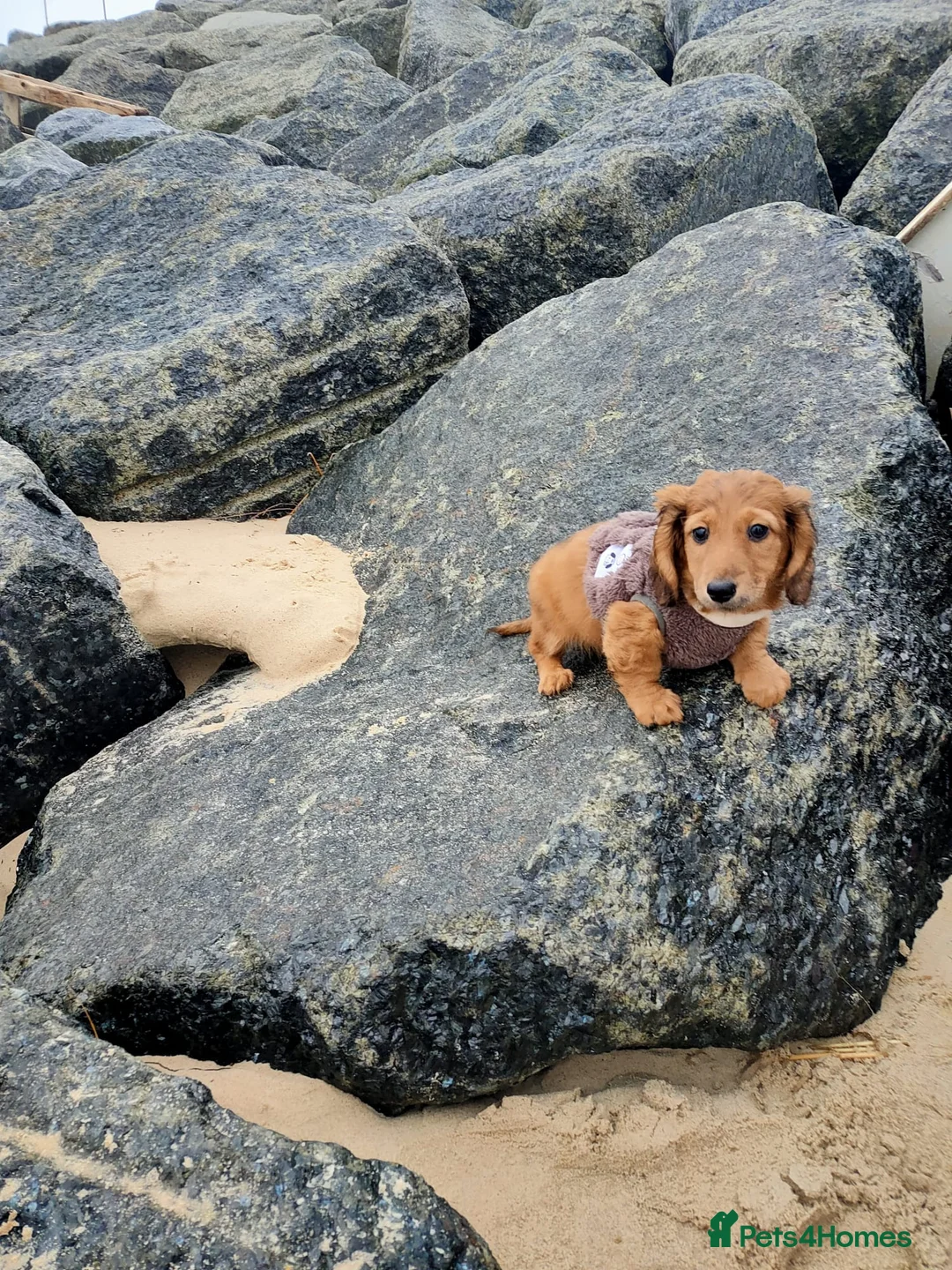 Miniature Dachshund dogs for sale: Miniature long haired daschunds  - Advert 3