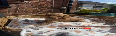 Mini Goldendoodle 4