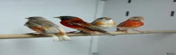 Finches birds for sale: Red siskins - Advert 5
